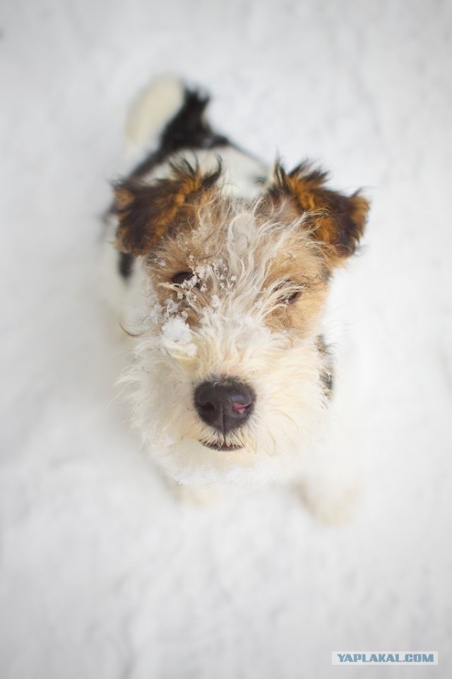 Собакочетверг