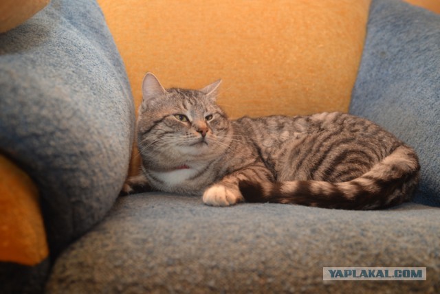 Как мы беседку строили