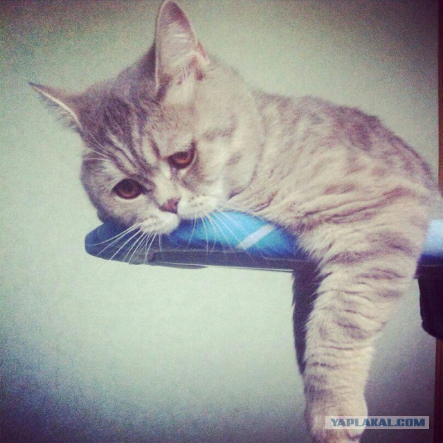 Позавтракал на 120 000 рублей