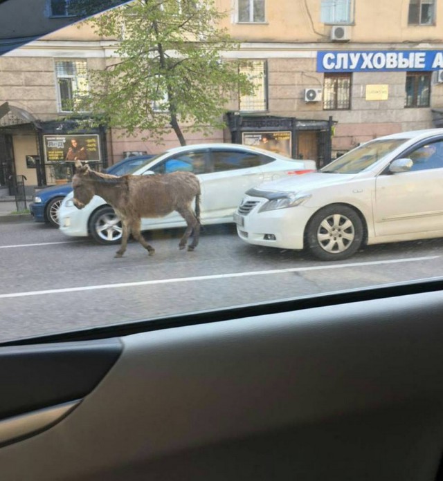 Интересные и веселые картинки