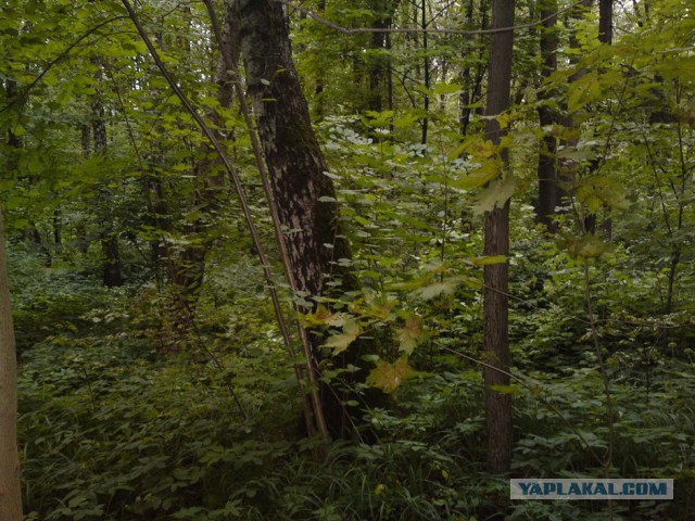 Прогулка по курганам Вятичей и языческому капищу в Царицыно