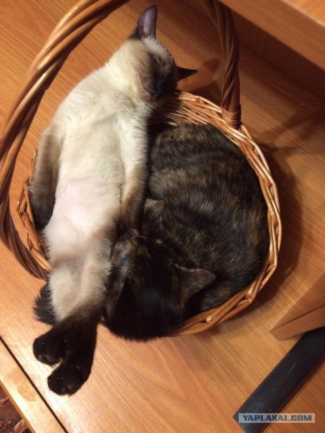 Котовторник 08.11.2016