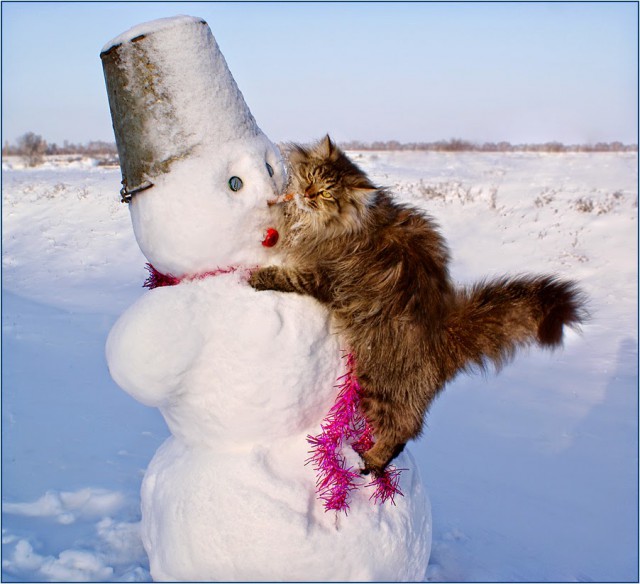 Коты из сети