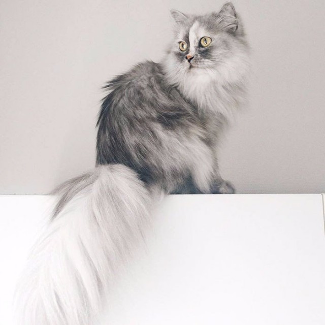 Коты и Кошки