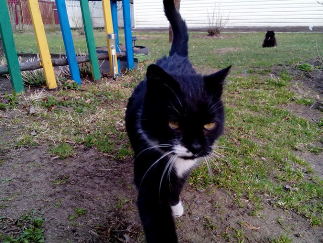 Котовторник 04.07.17