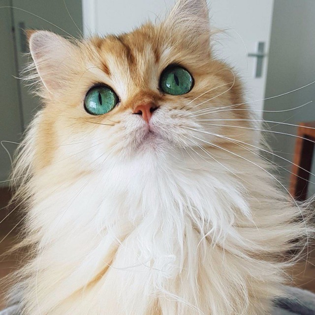 Коты и Кошки