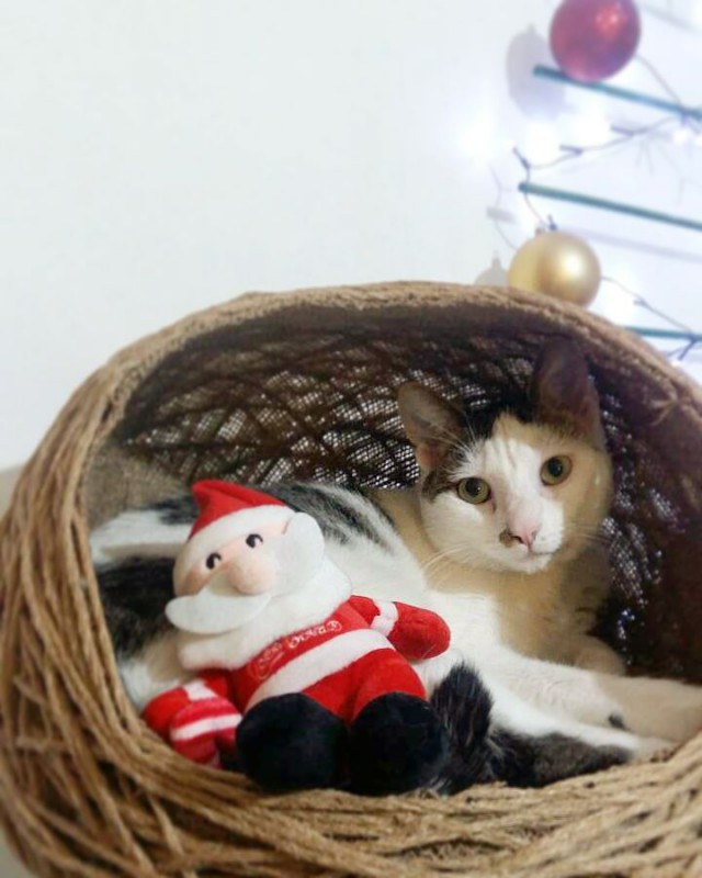 Котовторник!