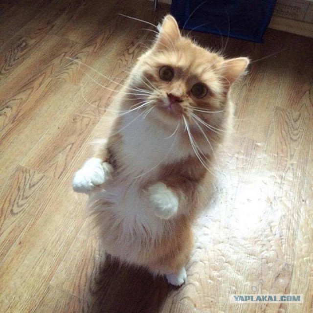 Котовторник 16.01.2018