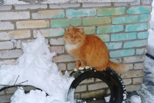 Живность из сети