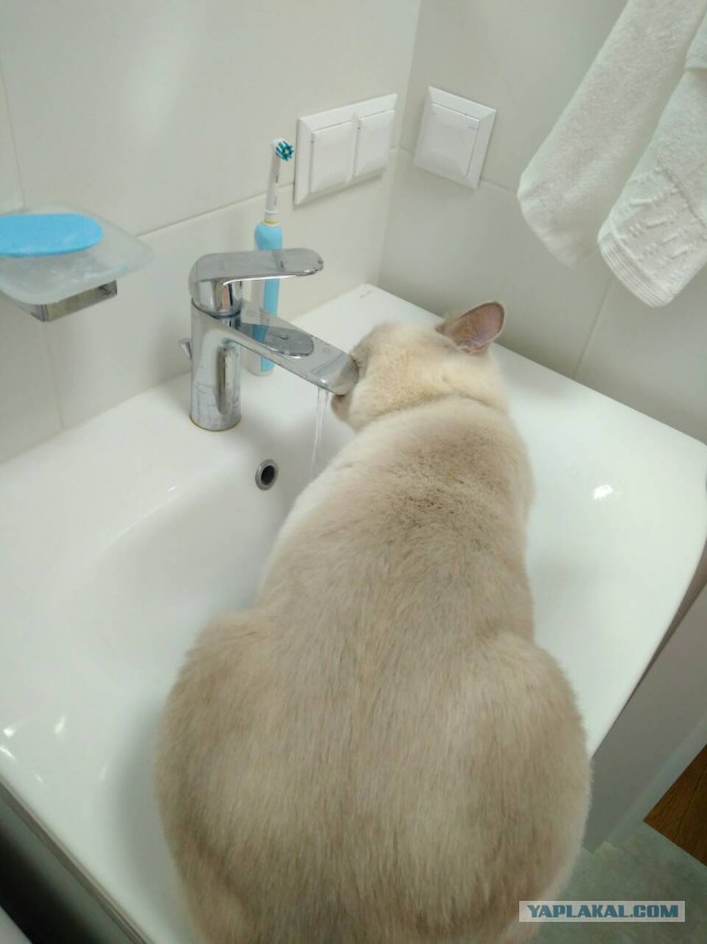 Котовторник 13.03.2018