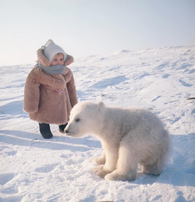 Ребёнок человека встретил ребёнка медведя на острове Врангеля