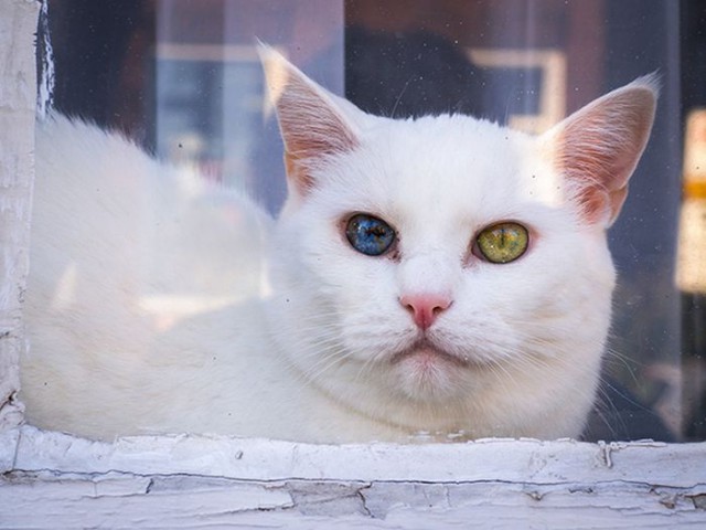 Прикольных котов пост