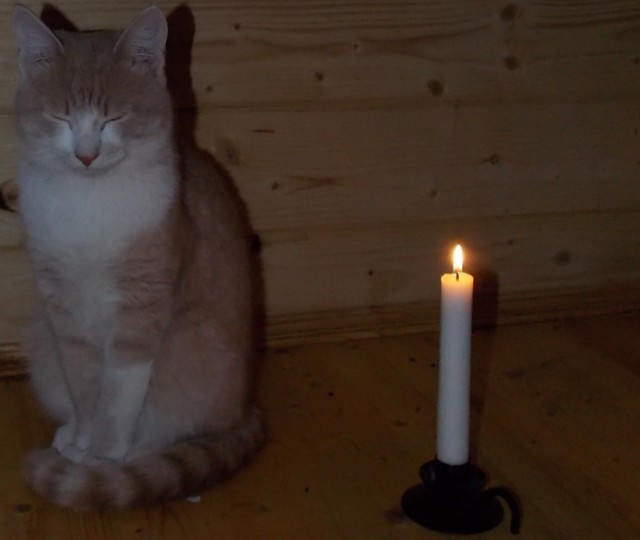 Давай заведем кота