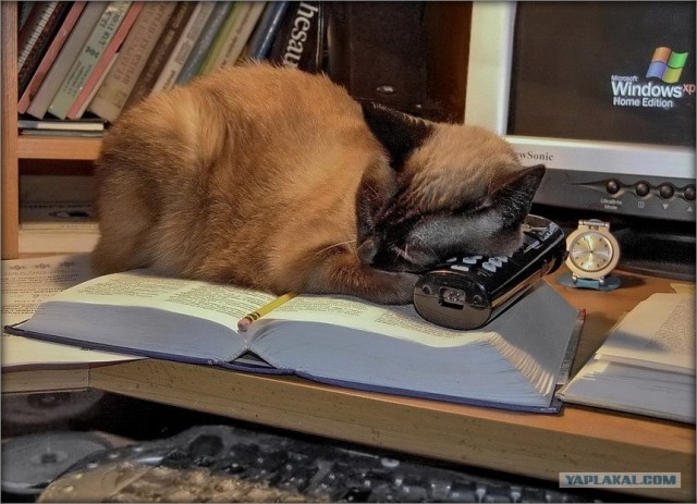 Котовторнику Да (09.12.08)