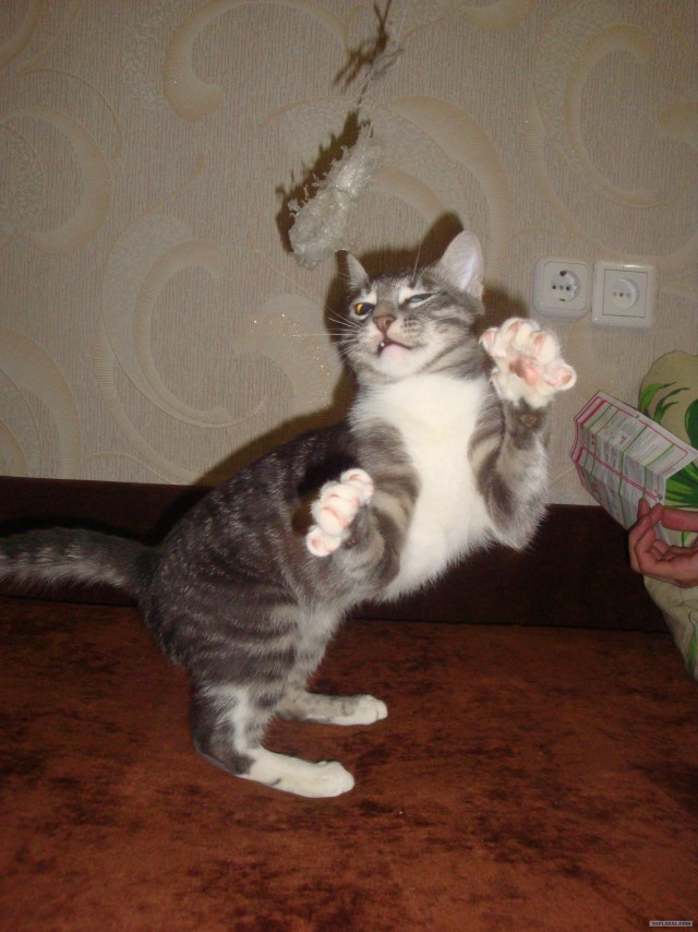 Начинаем котовторник!
