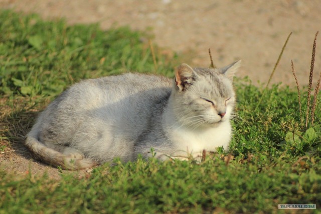 Котэшности