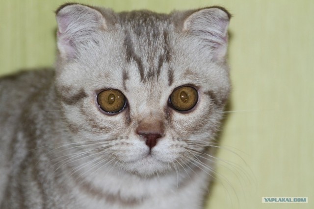Котовторник (07.02.2012)
