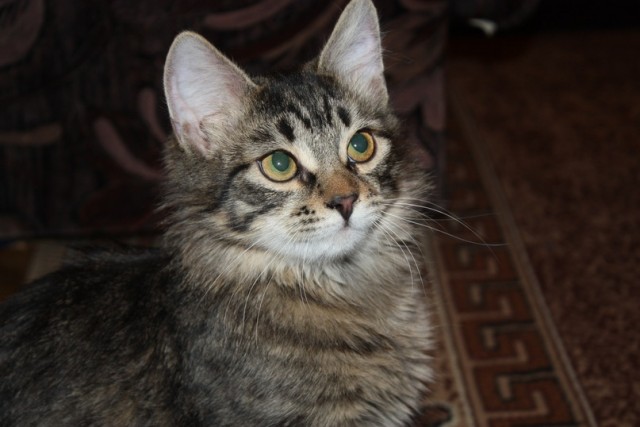Котовторник (21.02.2012)