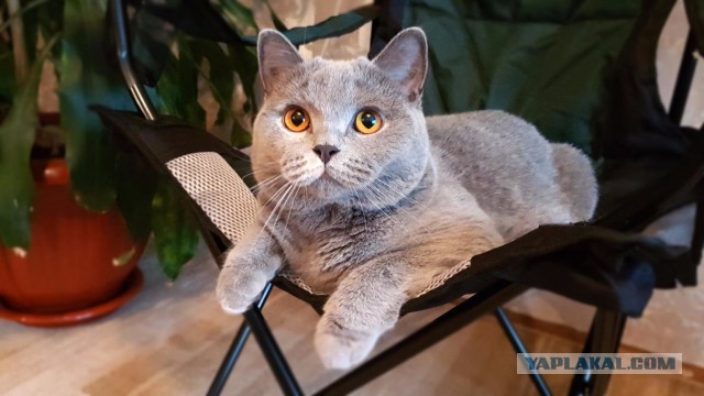 Какой кот подойдет вам по знаку Зодиака