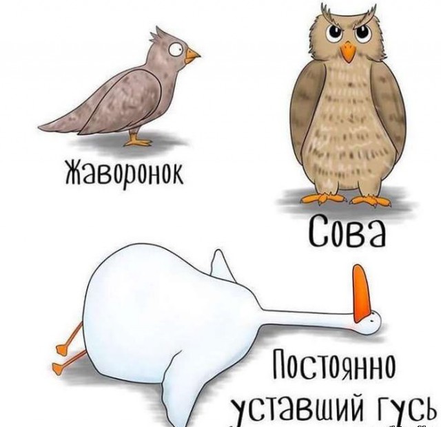 Совы! Скажем "Нет!" произволу жаворонков!