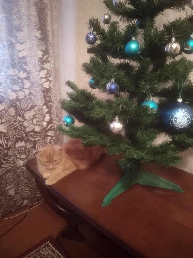 Котовторник *новогодний* 31/12/2019