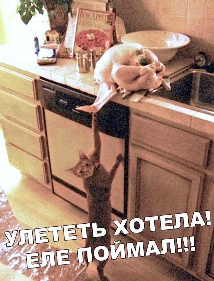 Котопост
