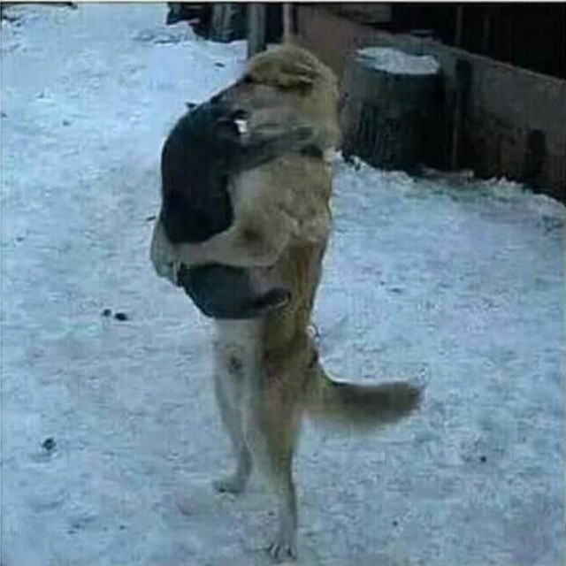 Смешные коты