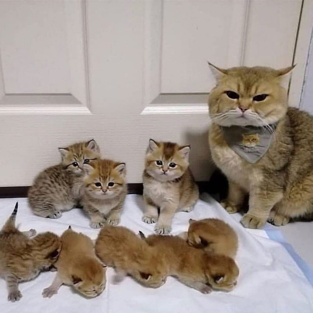 Эти забавные животные
