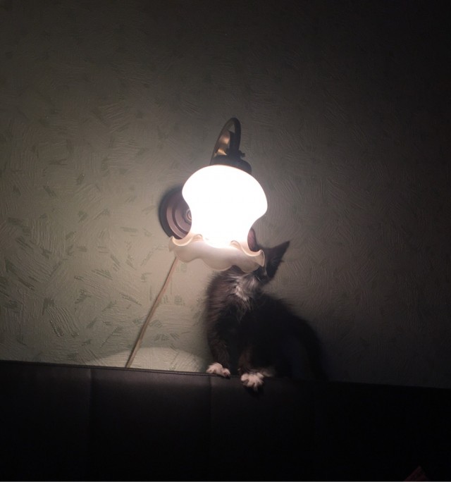 Коломна! Котята в добрые руки