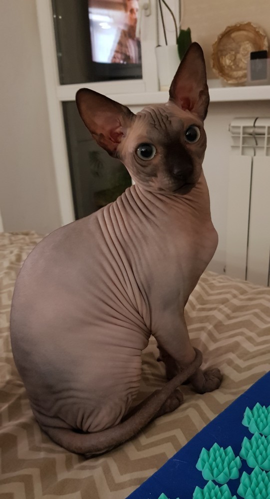 Котовторник так котовторник