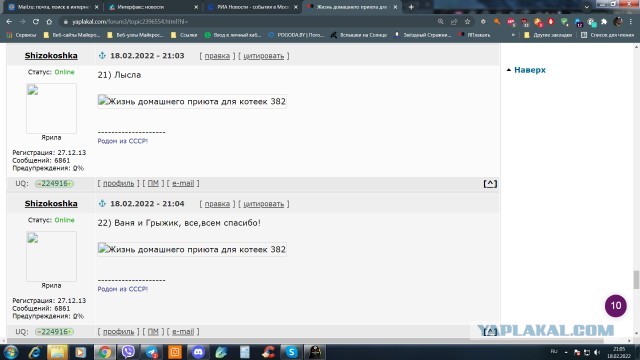 Жизнь домашнего приюта для котеек 382