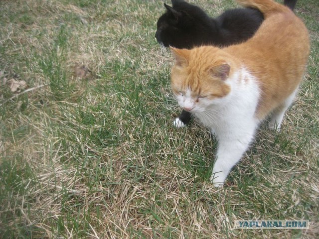 Жизнь домашнего приюта для котеек 389