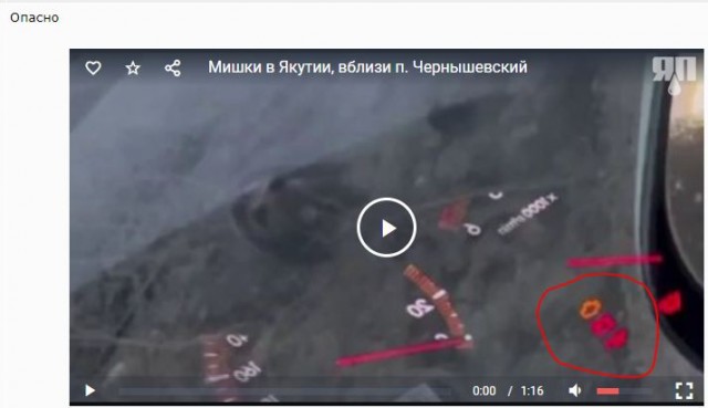 Мишки в Якутии, вблизи п. Чернышевский