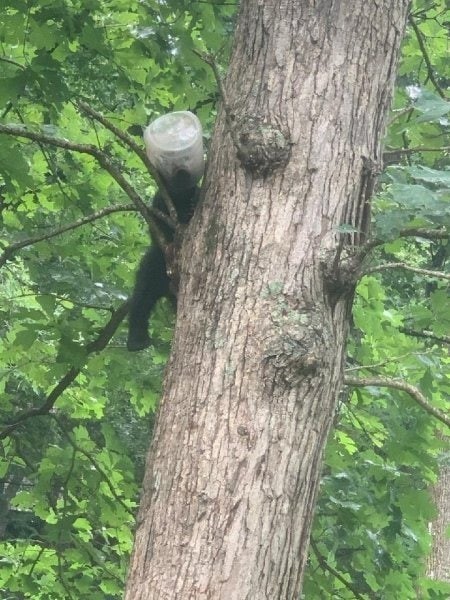 Медведица и медвежонок с банкой на голове вышли к людям за помощью