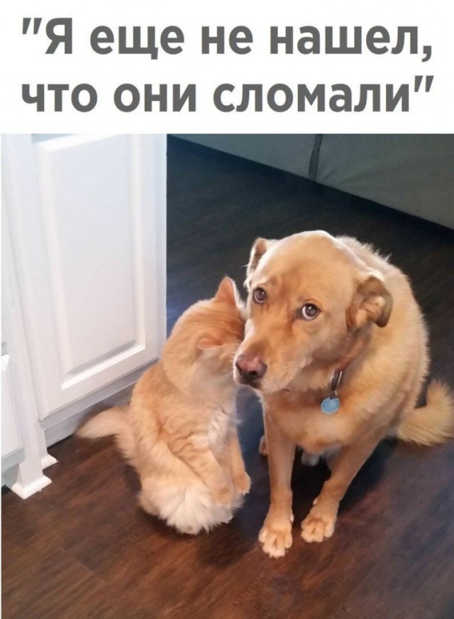 Забавные шутки и картинки из этих ваших интернетов 24.10.2022