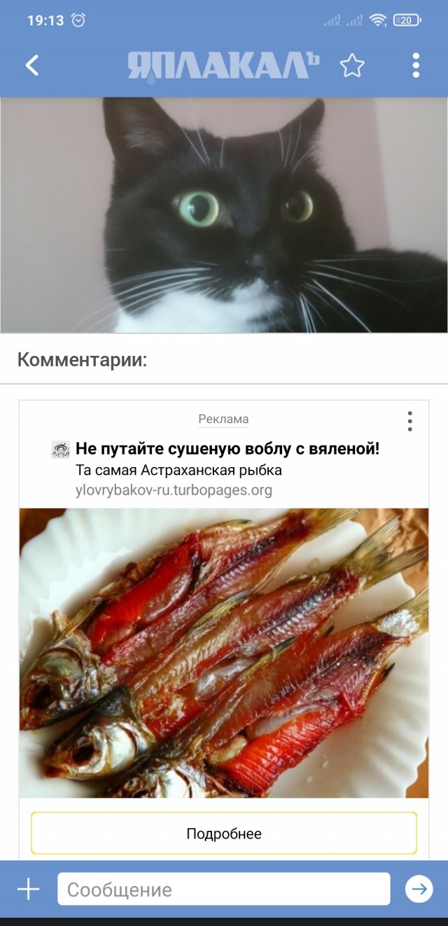 Котовторник прошел, а я не успел