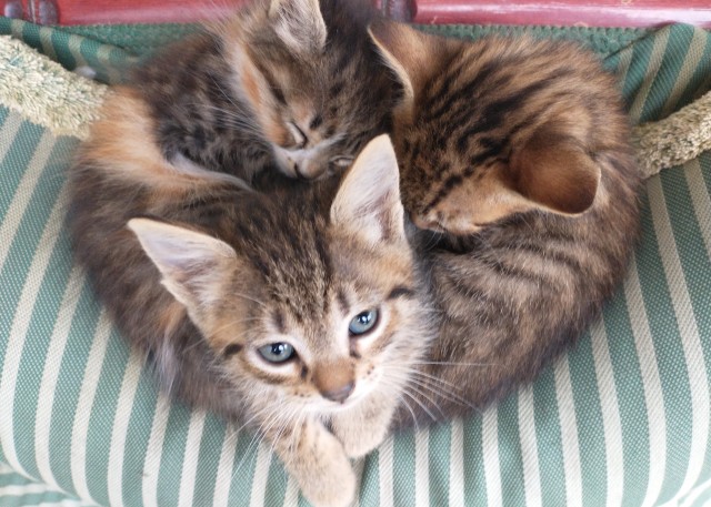 Котовторник. Немного сицилийских котов.