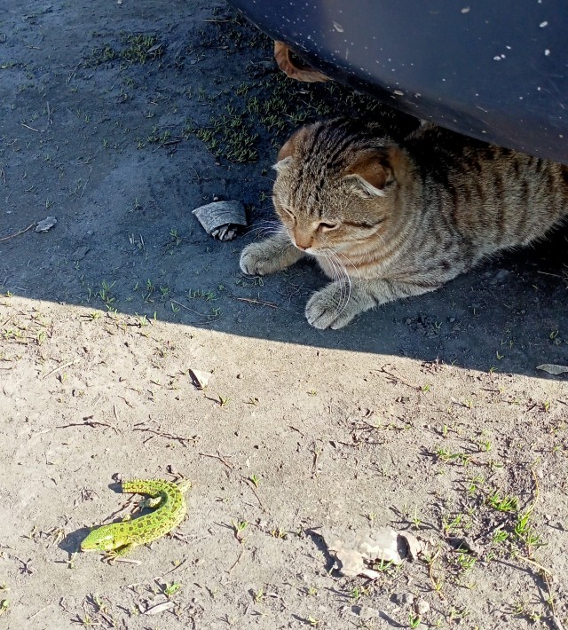 Котовторнику посвящается. Счастья привалило