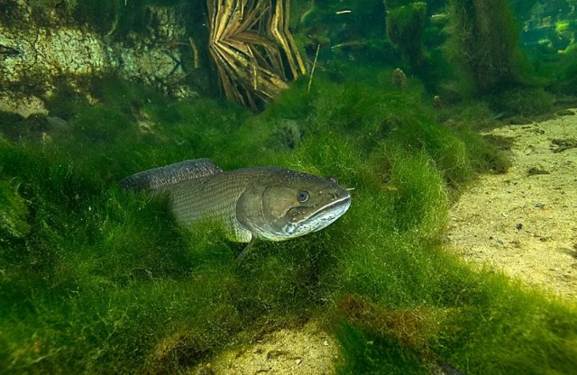 Ильная рыба: Рыба, которая не менялась 70 млн лет. Она пережила динозавров, научилась дышать воздухом и не есть 1.5 года