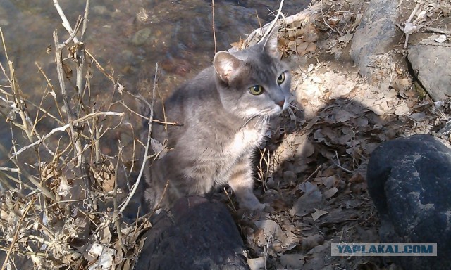 Котовторник 16.04.2013