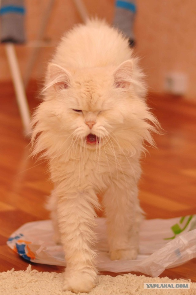 Котовторник 23.04.2013