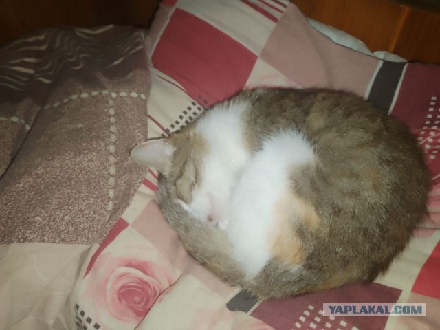 Жизнь домашнего приюта для котеек 469