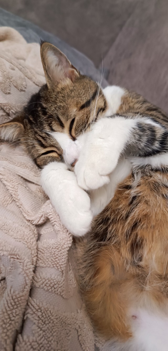 Мой котяра