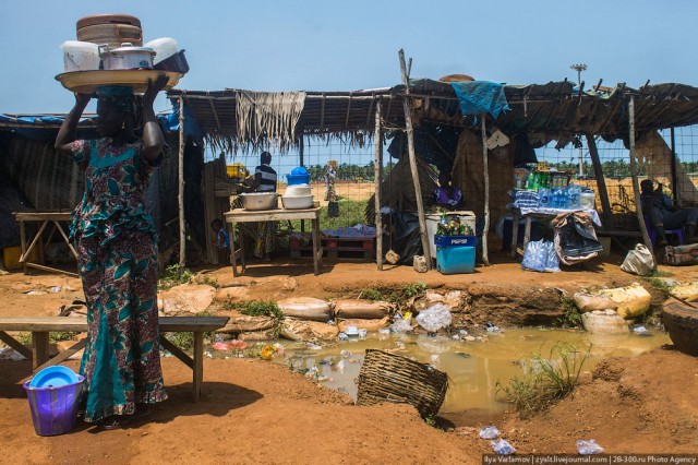 Только крокодилы спасут эту страну от мудаков!