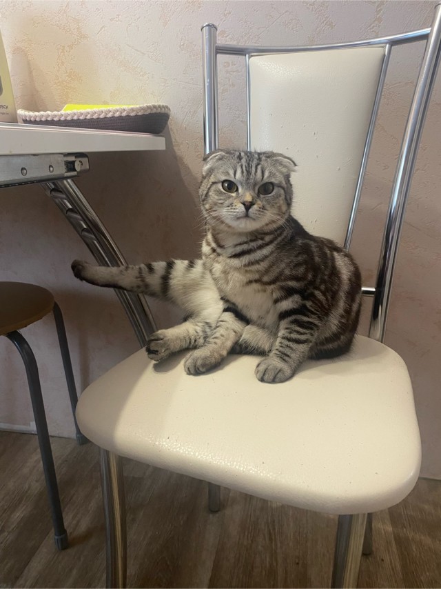 Всех с котовторником