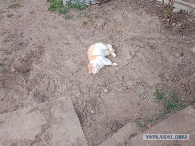 Жизнь домашнего приюта для котеек 490