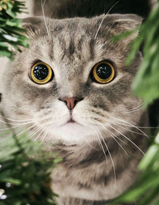 К котовторнику. Кот Роршаха