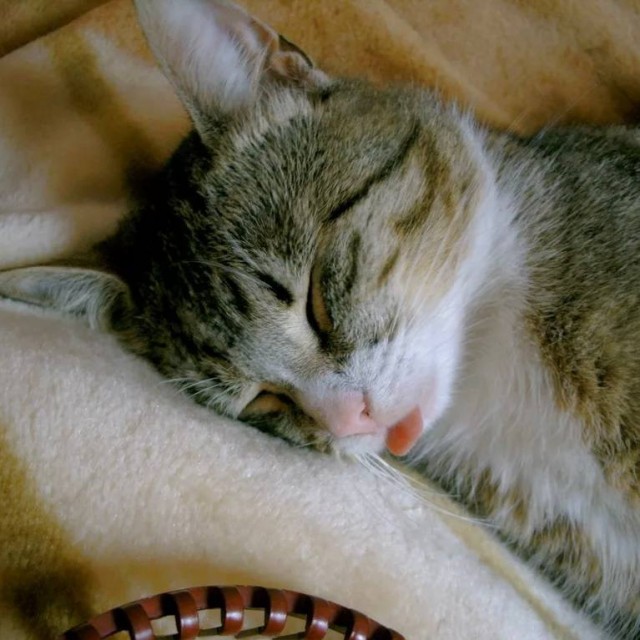 Сон днём улучшает работу мозга и усиливает умственные способности, — исследование