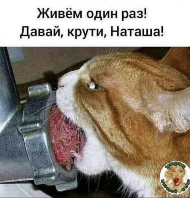 К котовторнику: подборка картинок-баянов с котиками и про котиков. Выпуск 2.