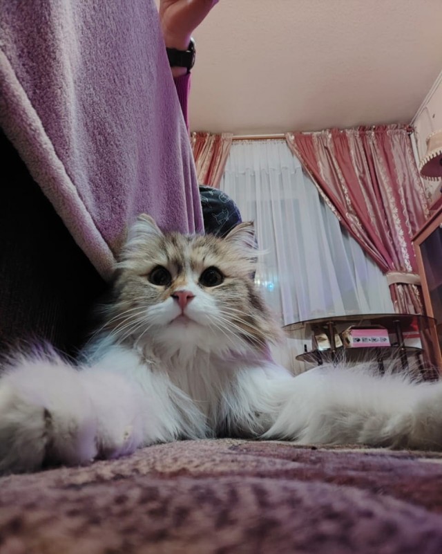 Всем здрасьте. Котовторник как никак.